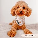 daisychain2.webp
