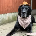 pupplaid4.webp