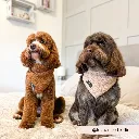 teddy3.webp