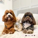 teddy2.webp