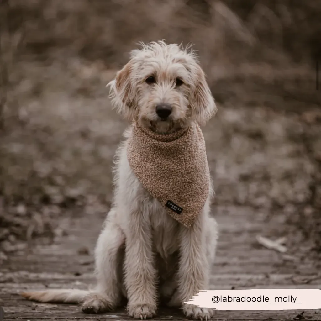 teddy4.webp