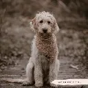 teddy4.webp