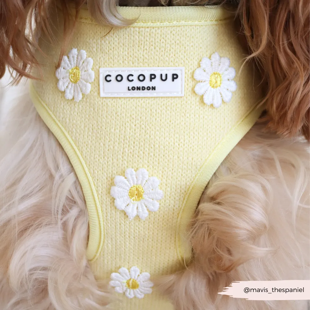 buttercup4.webp
