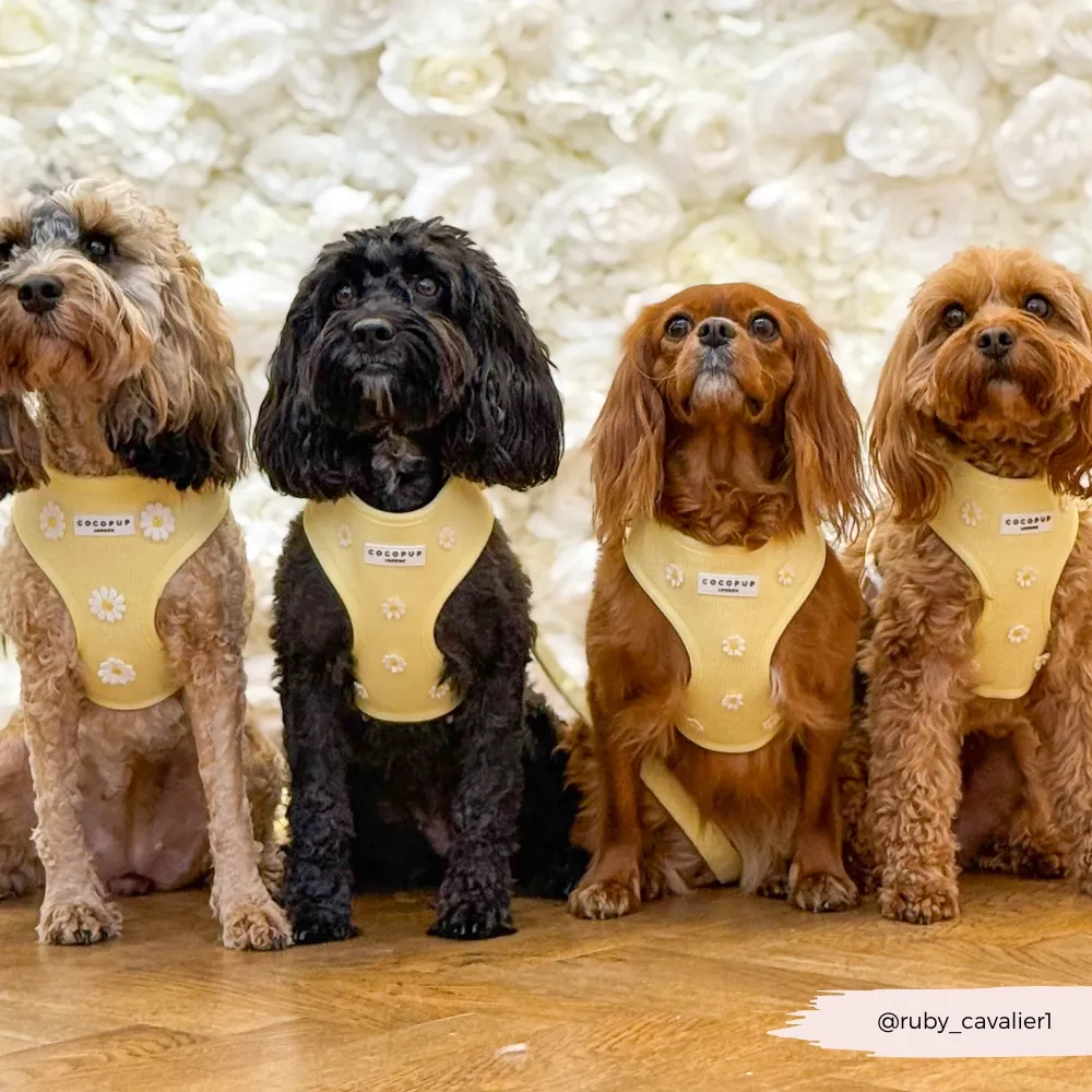 buttercup9.webp