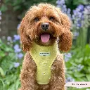buttercup11.webp