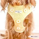 buttercup8.webp