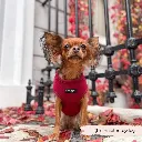 red6.webp