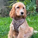 plaid7.webp