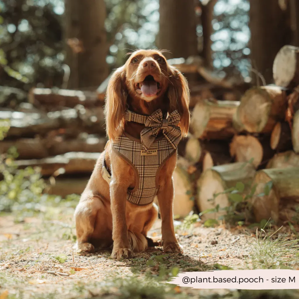 plaid5.webp