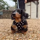 polka6.webp