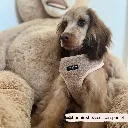 rupert9.webp