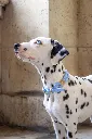 polar2.webp