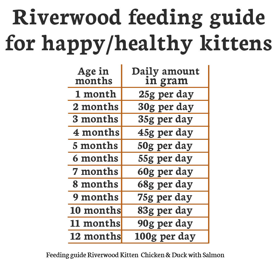 Riverwood Cat Kitten RDA_1920x1920.webp