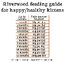 Riverwood Cat Kitten RDA_1920x1920.webp